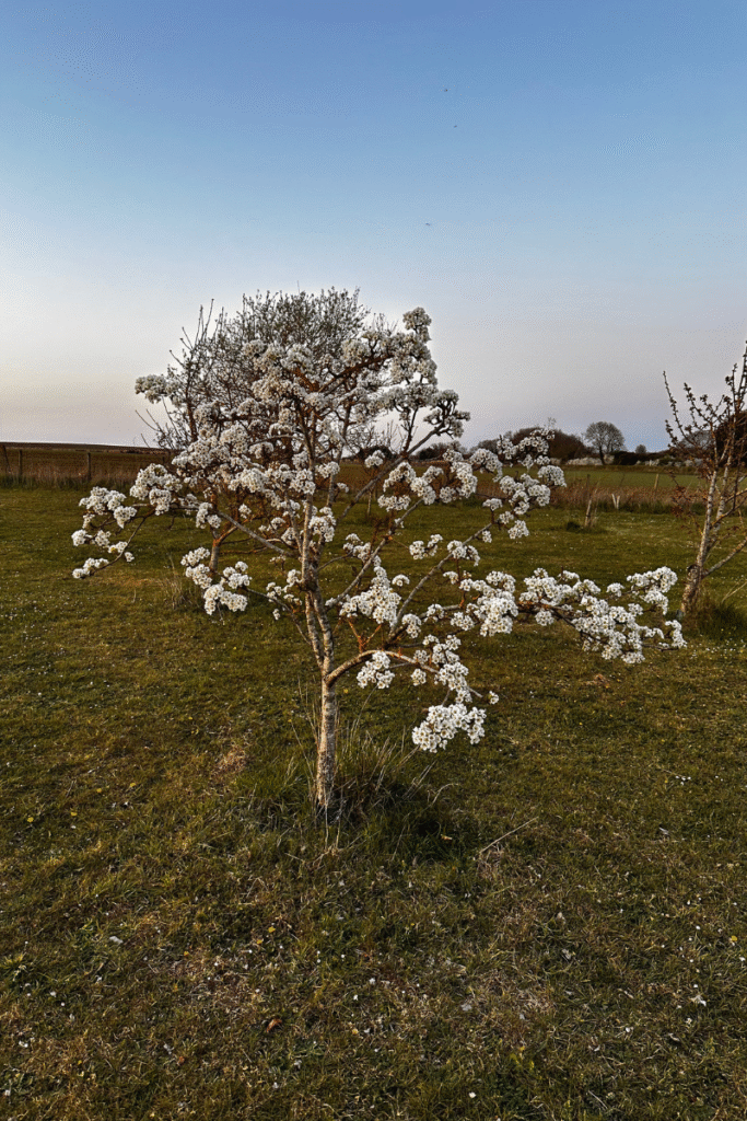 Fruit tree