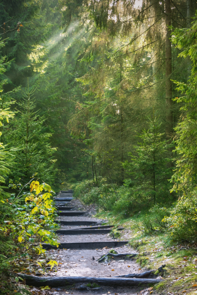 Woodland steps - Hanks Ranch Glamping in Norfolk with Hot Tub - Dog Friendly