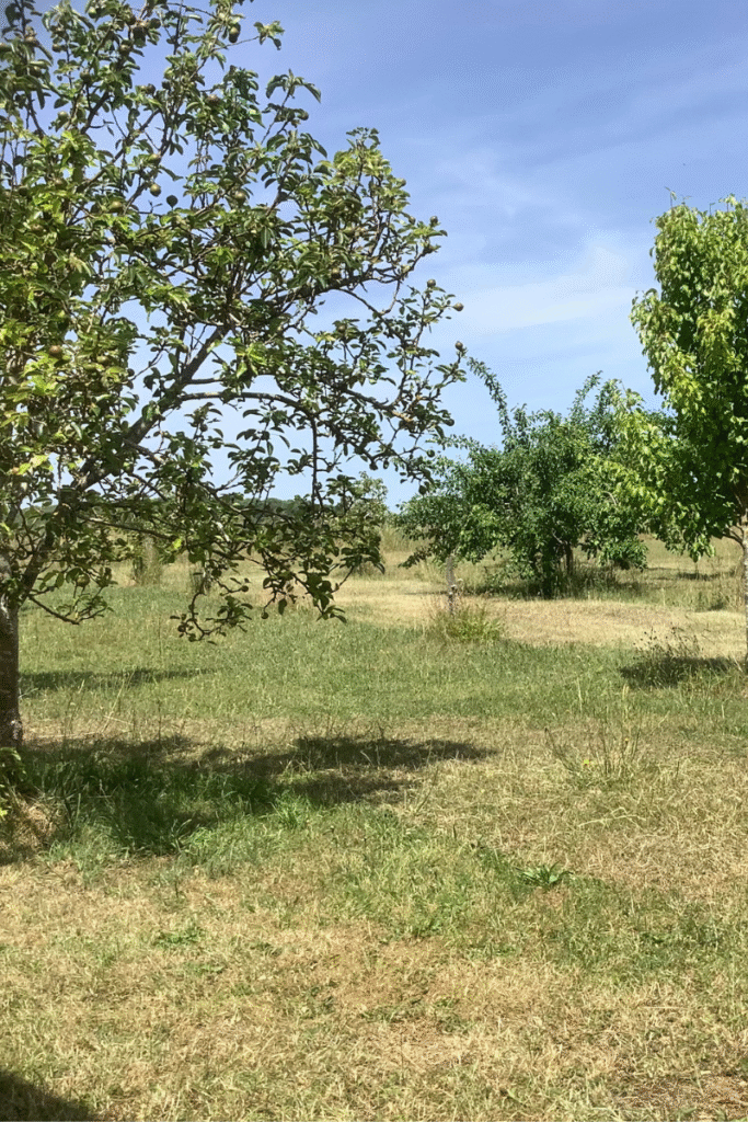 orchard - Hanks Ranch Glamping in Norfolk with Hot Tub - Dog Friendly