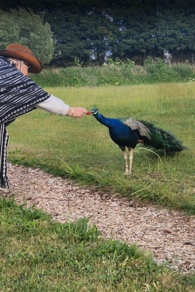 Peacock and Cowgirl