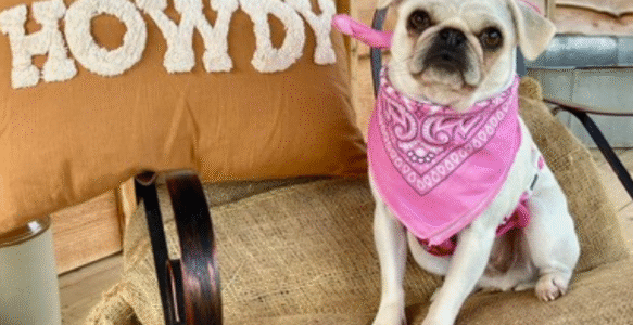 🐾 Dog Friendly Glamping in Norfolk: The Best Walks, Pubs & Places to Stay (2026 Guide)