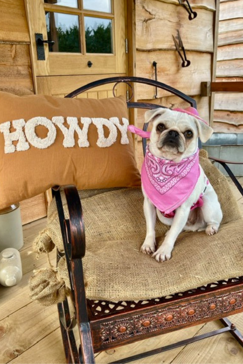 🐾 Dog Friendly Glamping in Norfolk: The Best Walks, Pubs & Places to Stay (2026 Guide)