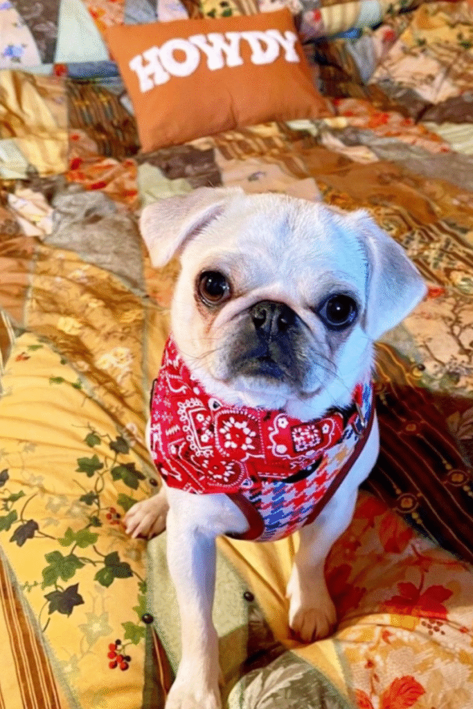 Dog friendly glamping Norfolk at Hank’s Ranch