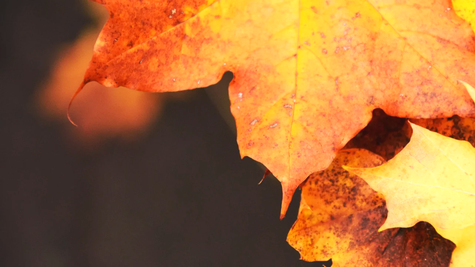 Top Autumn Dog Walks In Norfolk